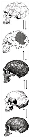 Fossil crania from the circum-Mediterranean region