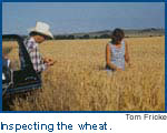 inspecting the wheat
