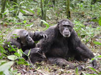 Chimps exhibiting grooming behavior