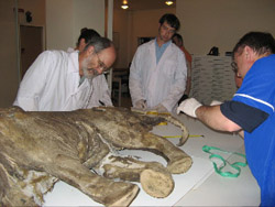 U-M paleontologist part of international team studying remarkably well-preserved baby Siberian mammoth