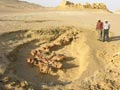 Ancient whale remains discovered in an Egyptian desert