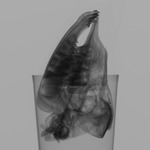 Computed tomography voxel dataset for ummz:mammals:170469-Addax nasomaculatus-WholeBody thumbnail