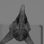 Computed tomography voxel dataset for ummz:mammals:97068-Ammotragus lervia-Skull thumbnail