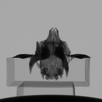 Computed tomography voxel dataset for ummz:mammals:125684-Capreolus capreolus-Skull thumbnail