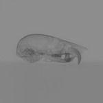 Computed tomography voxel dataset for ummz:mammals:95752-Eliomys QUERCINUS-Skull thumbnail