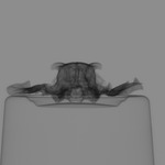 Computed tomography voxel dataset for ummz:mammals:117122-Galeopterus variegatus-Skull thumbnail