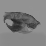 Computed tomography voxel dataset for ummz:mammals:77810-Mysateles prehensilis-Skull thumbnail