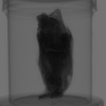 Computed tomography voxel dataset for ummz:mammals:93468-Eptesicus fuscus FUSCUS-WholeBody-DiceCT thumbnail