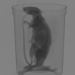 Computed tomography voxel dataset for ummz:mammals:157599-Rattus rattus-WholeBody thumbnail