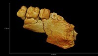 CT Data of UMMP VP 68409, Plesiadapis gingerichi, left dentary with P/4-M/1, M/2 trigonid, P/3 roots (holotype) thumbnail
