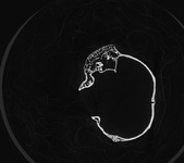 Computed tomography voxel dataset for ummz:mammals:124693-Aotus azarae-WholeBody thumbnail