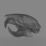 Computed tomography voxel dataset for ummz:mammals:104211-Protoxerus stangeri-WholeBody thumbnail