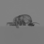 Computed tomography voxel dataset for ummz:mammals:80945-Xenomys NELSONI-Skull thumbnail