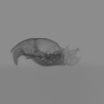 Computed tomography voxel dataset for ummz:mammals:123540-Spermophilus citellus-WholeBody thumbnail