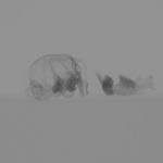 Computed tomography voxel dataset for ummz:mammals:123578-Pygeretmus platyurus-Skull thumbnail
