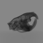 Computed tomography voxel dataset for ummz:mammals:84222-Bathyergus suillus-WholeBody thumbnail