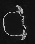 Computed tomography voxel dataset for ummz:mammals:157158-Conepatus humboldtii-WholeBody thumbnail