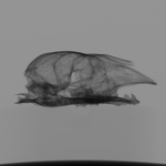 Computed tomography voxel dataset for ummz:mammals:39516-Neotragus batesi-Skull thumbnail