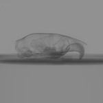 Computed tomography voxel dataset for ummz:mammals:102270-Lemniscomys striatus-Skull thumbnail