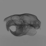 Computed tomography voxel dataset for ummz:mammals:81079-Ratufa indica INDICA-WholeBody thumbnail