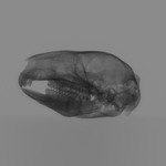 Computed tomography voxel dataset for ummz:mammals:168158-Setonix brachyurus-WholeBody thumbnail