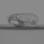 Computed tomography voxel dataset for ummz:mammals:113447-Micaelamys NAMAQUENSIS ARBORARIUS-Skull thumbnail