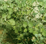 Mali flora images Menispermaceae thumbnail