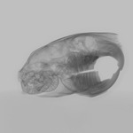 Computed tomography voxel dataset for ummz:mammals:168143-Octodon degus-WholeBody thumbnail