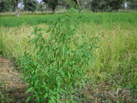 Mali flora images Sphenocleaceae thumbnail