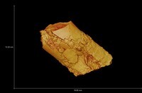 CT Data of UMMP VP 68409, Plesiadapis gingerichi, incisor fragment (holotype) thumbnail