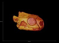CT Data of UMMP VP 9318, Stylemys nebrascensis skull thumbnail