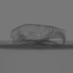 Computed tomography voxel dataset for ummz:mammals:113430-Thallomys nigricauda DAMARENSIS-Skull thumbnail