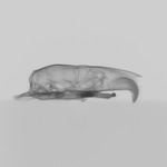 Computed tomography voxel dataset for ummz:mammals:117164-Berylmys bowersi-WholeBody thumbnail