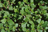 Mali flora images Aizoaceae thumbnail
