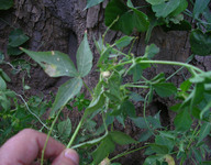 Mali flora images Euphorbiaceae thumbnail