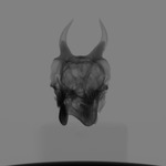 Computed tomography voxel dataset for ummz:mammals:103305-Eudorcas THOMSONII-Skull thumbnail