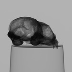 Computed tomography voxel dataset for ummz:mammals:176889-Cystophora cristata-WholeBody thumbnail