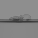 Computed tomography voxel dataset for ummz:mammals:110520-Megasorex gigas-Skull thumbnail