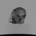 Computed tomography voxel dataset for ummz:mammals:39515-Philantomba MONTICOLA monticola-Skull thumbnail
