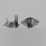 Computed tomography voxel dataset for ummz:mammals:89488-Zygogeomys trichopus trichopus-WholeBody thumbnail