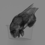Computed tomography voxel dataset for ummz:mammals:38375-Tragelaphus strepsiceros-Skull thumbnail