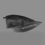 Computed tomography voxel dataset for ummz:mammals:87111-Zaedyus pichiy-Skull thumbnail