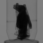Computed tomography voxel dataset for ummz:mammals:161558-Rousettus amplexicaudatus AMPLEXICAUDATUS-WholeBody-DiceCT thumbnail