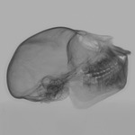 Computed tomography voxel dataset for ummz:mammals:98974-Pithecia pithecia-Skull thumbnail