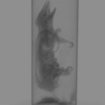Computed tomography voxel dataset for ummz:mammals:134553-Gracilinanus agilis-WholeBody thumbnail