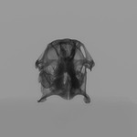 Computed tomography voxel dataset for ummz:mammals:101794-Geocapromys ingrahami ingrahami-Skull thumbnail