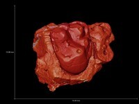 CT Data of UMMP VP 68409, Plesiadapis gingerichi, right maxilla with M1/ and roots of P4/ (holotype) thumbnail