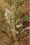 Mali  aa fern fungus lichen images thumbnail